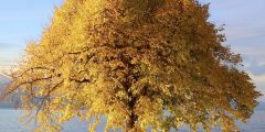 الدماغ المرن: اللدونة والعلاج والإمكانات