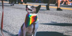 علاقة LGBTQ+ البشرية