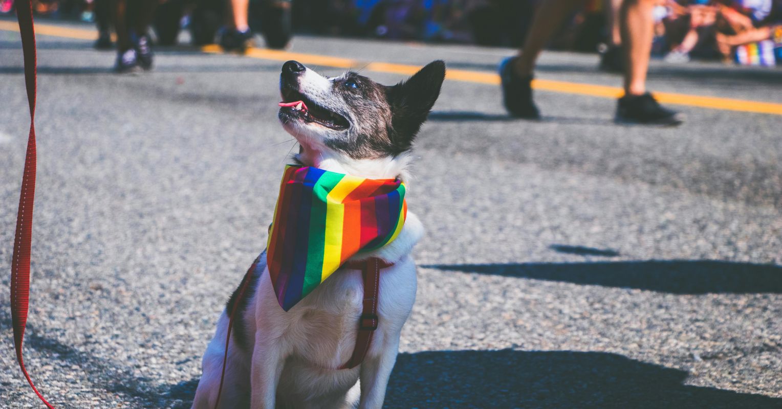علاقة LGBTQ+ البشرية