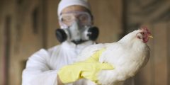 إنفلونزا الطيور (H5N1) شديدة العدوى تضرب مزرعة بإسبانيا