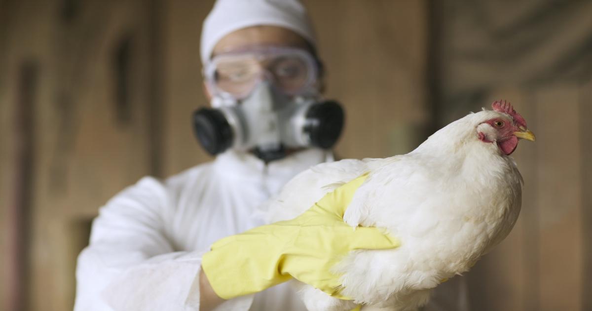 إنفلونزا الطيور (H5N1) شديدة العدوى تضرب مزرعة بإسبانيا