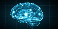دفاعات عقلك المخفية ضد الزهايمر