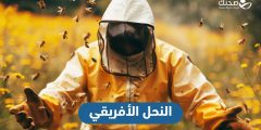 ذعر في أمريكا بسبب النحل الأفريقي القاتل.. فماذا تعرف عنه؟