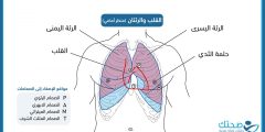 كيف نفرق بين ألم القلب وألم عضلات الصدر؟