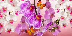 عار إرضاء الناس