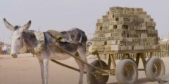 هل يمكن للحيوانات الحصول على اضطراب ما بعد الصدمة؟