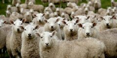 “الأرضية القوية” للانتماء