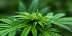 علم نظام Endocannabinoid