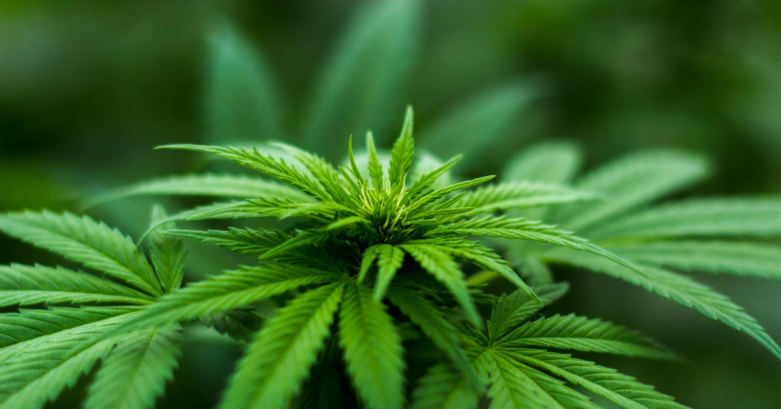 علم نظام Endocannabinoid