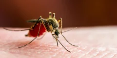 يصاب الآلاف بالمرض مع انتشار حمى البعوض في جنوب الصين