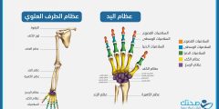 تعرّف على تركيب عظام اليد وكيف تعمل بتناسق مذهل