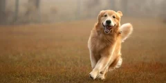 ترتبط جينات Golden Retriever بالقلق والعدوان والذكاء لدى الإنسان