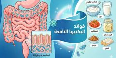 فوائد البكتيريا النافعة وكيف يمكن تعزيزها وتنشيطها