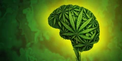 لم تجد دراسة ضخمة أي دليل على أن الحشيش يساعد في علاج القلق أو الاكتئاب أو اضطراب ما بعد الصدمة