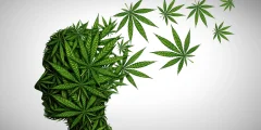 وجدت دراسة القنب أن رباعي هيدروكانابينول (THC) يمكن أن يخلق ذكريات كاذبة