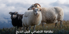 لماذا سلامة الأضاحي قبل الذبح خطوة أساسية لسلامة اللحوم؟