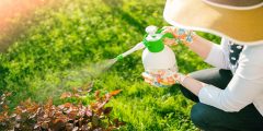 أهم الخضار والفواكه الأقل تلوثًا بالمبيدات