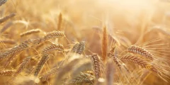 العلماء يحلون لغز حبوب لقاح الجاودار الذي دام 30 عامًا والذي يمكن أن يغير أبحاث السرطان