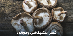 فوائد فطر الشيتاكي وما تقوله الدراسات عن مكملاته