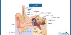 لماذا يحدث تجمع السوائل في الأذن وكيف يمكن التخلص منه؟